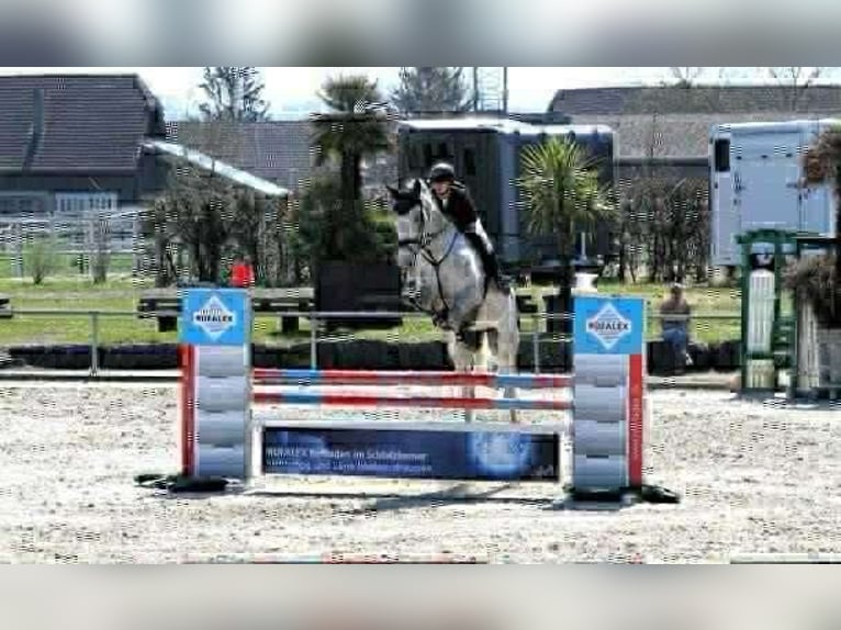 Selle Français Gelding 7 years 17 hh Grey-Fleabitten in &#xC9;cully