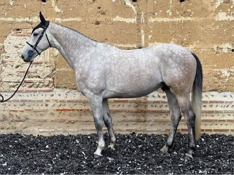 Selle Français Gelding 7 years 17 hh Grey-Fleabitten in &#xC9;cully