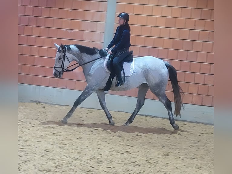 Selle Français Gelding 7 years 17,1 hh Grey-Fleabitten in Lage