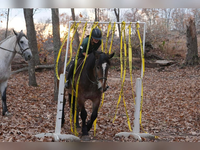 Selle Français Mix Gelding 7 years Buckskin in Clover