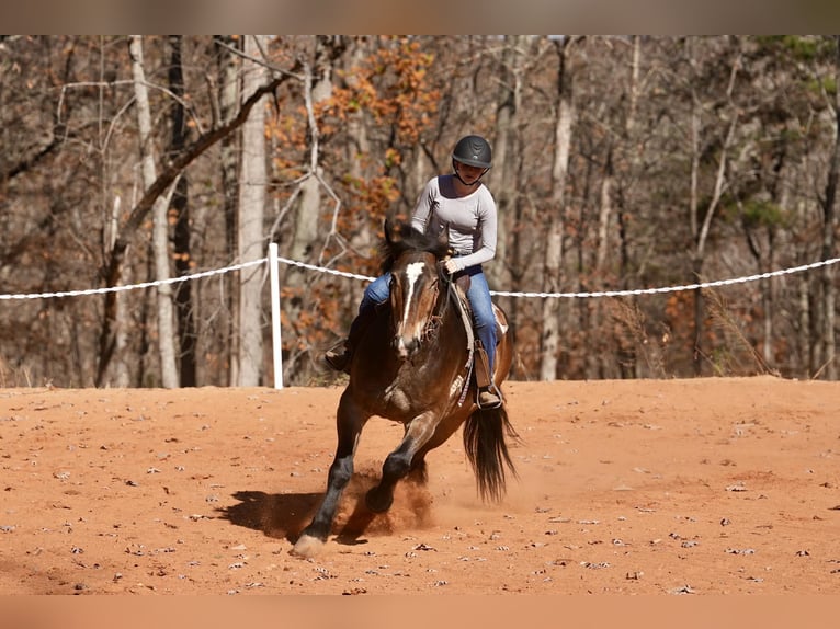 Selle Français Mix Gelding 7 years Buckskin in Clover