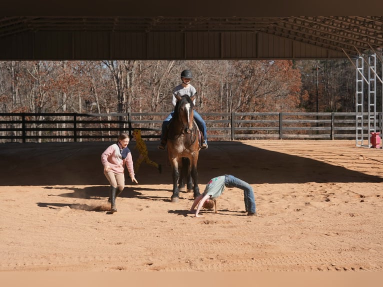 Selle Français Mix Gelding 7 years Buckskin in Clover