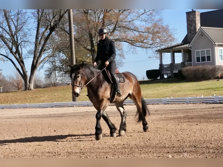 Selle Français Mix Gelding 7 years Buckskin in Clover