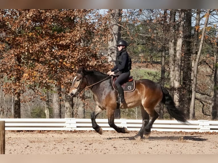 Selle Français Mix Gelding 7 years Buckskin in Clover