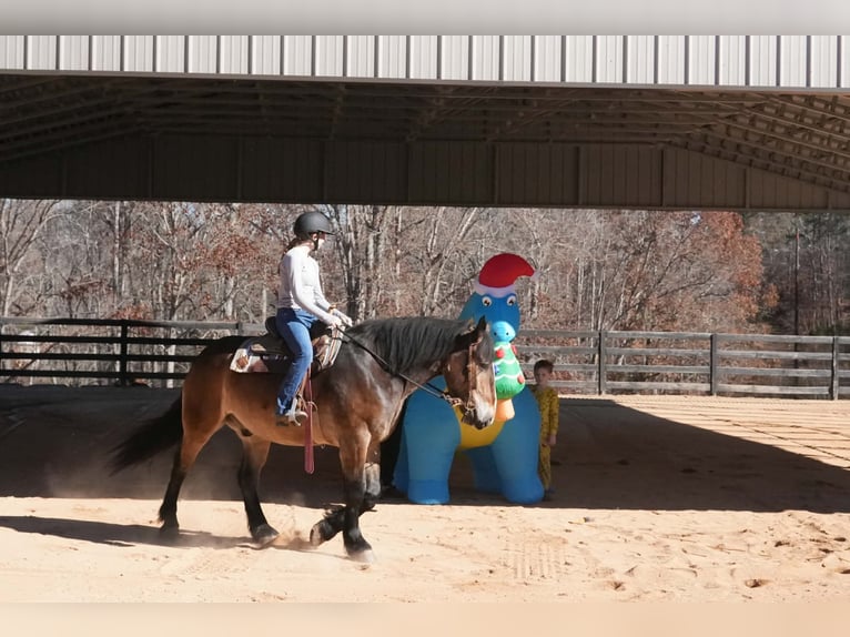 Selle Français Mix Gelding 7 years Buckskin in Clover