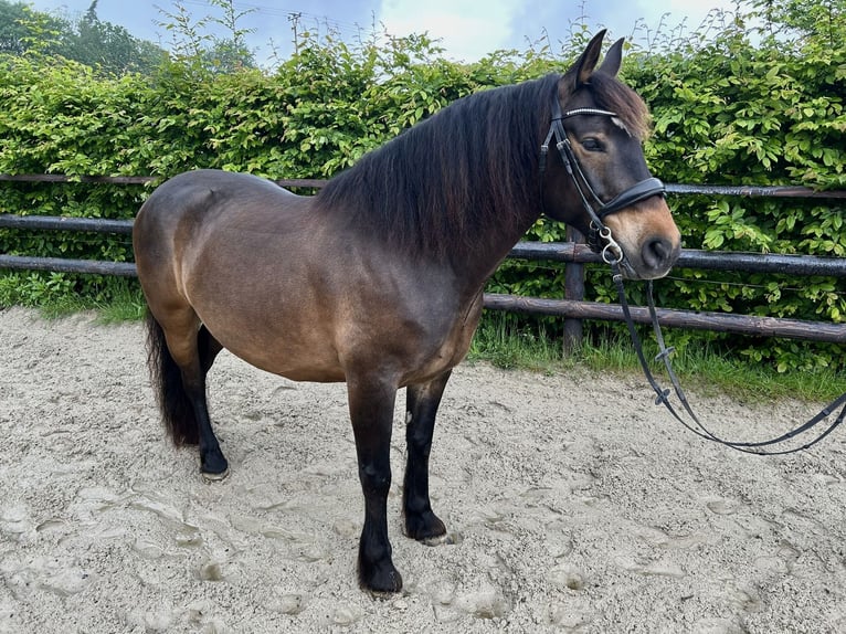 Selle Français Gelding 8 years 14,2 hh Brown in Sankt Katharinen