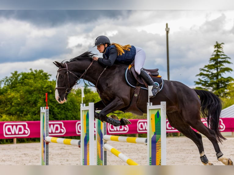 Selle Français Gelding 8 years 16,1 hh Black in Senlis