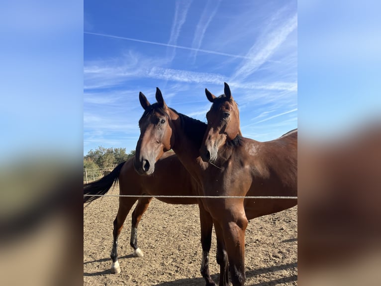 Selle Français Gelding 8 years 16,2 hh Brown in Béziers