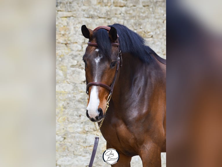 Selle Français Gelding 8 years 16,2 hh Smoky-Black in SAINT LO