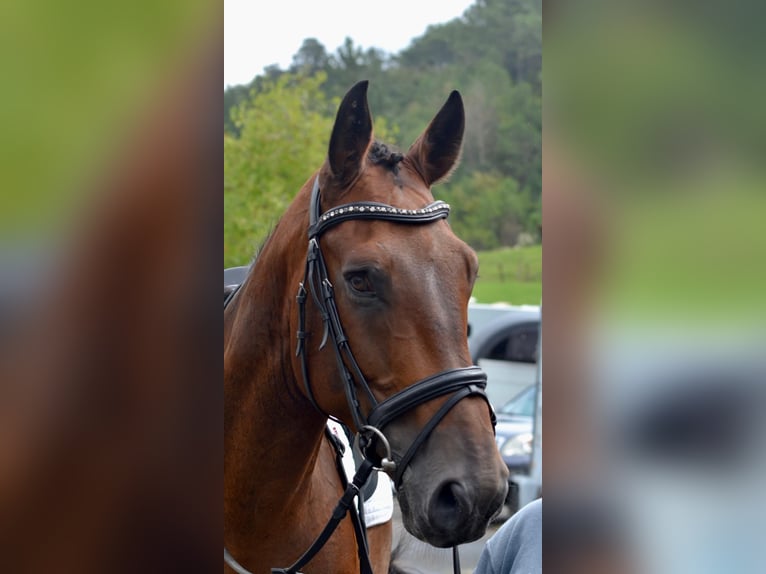 Selle Français Gelding 8 years 17 hh Brown in Périgueux