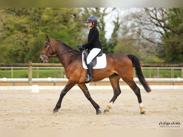 Selle Français Gelding 8 years 17 hh Brown in Périgueux