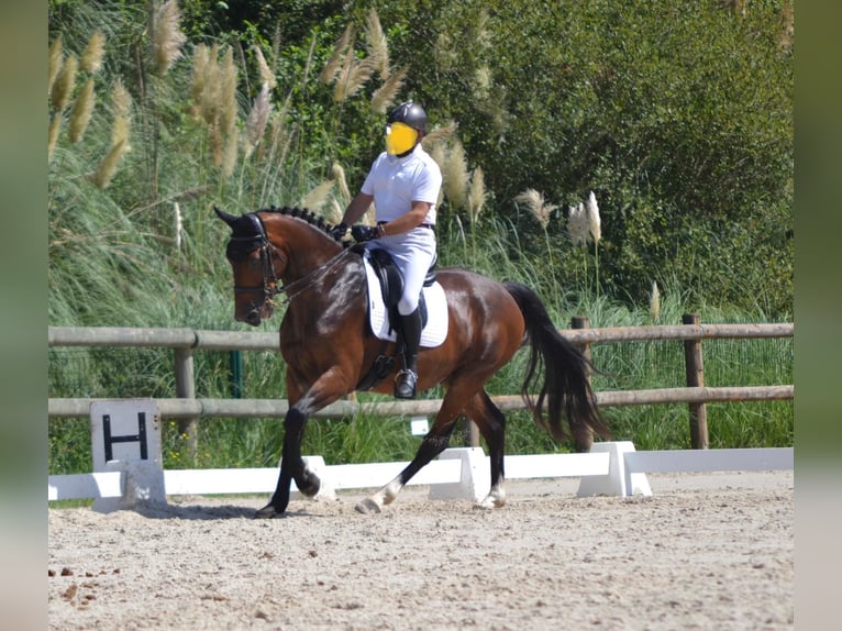 Selle Français Gelding 8 years 17 hh Brown in Périgueux