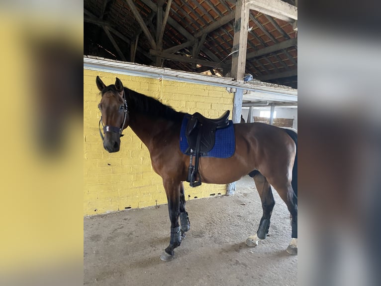 Selle Français Gelding 8 years 17 hh Brown in Périgueux