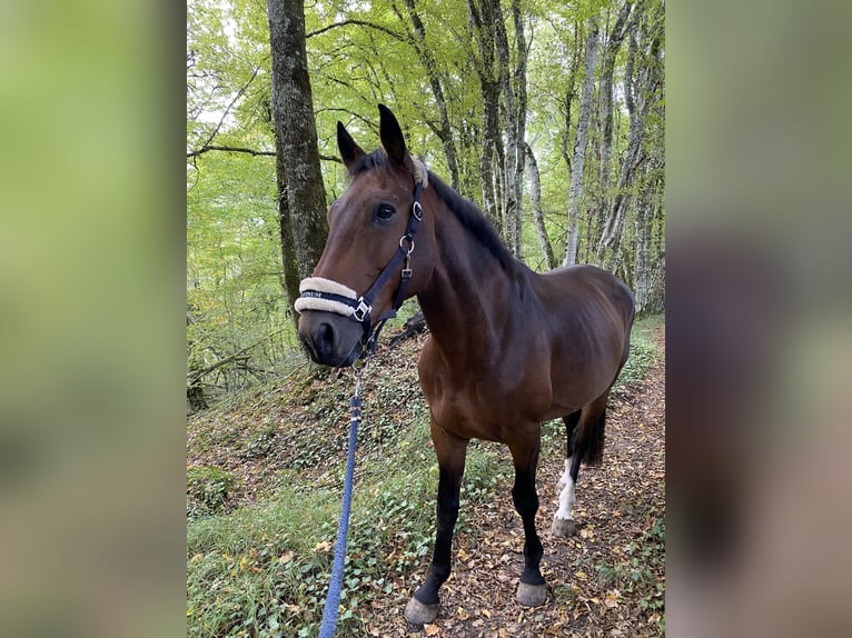 Selle Français Gelding 8 years 17 hh Brown in Périgueux