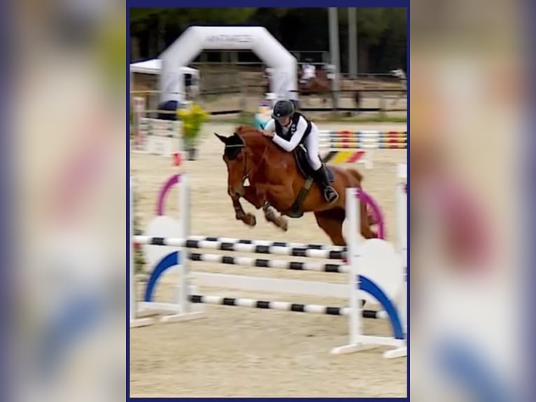 Selle Français Gelding 8 years 17 hh Chestnut-Red in Vénéjan