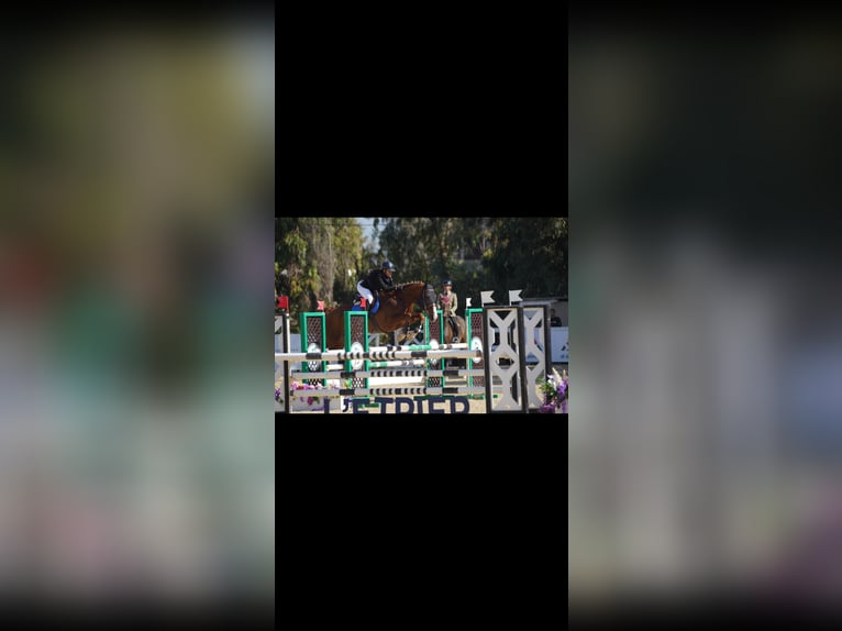 Selle Français Gelding 8 years 17 hh Chestnut in Morocco, Tanger city
