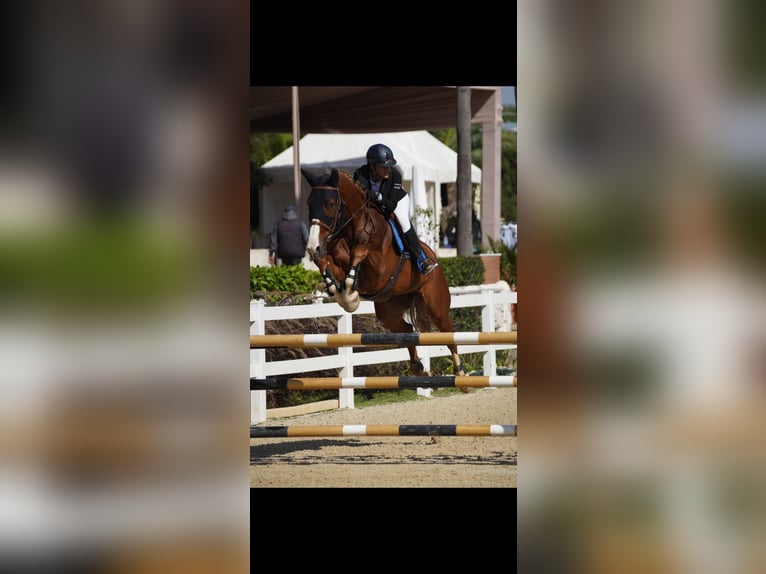 Selle Français Gelding 8 years 17 hh Chestnut in Morocco, Tanger city