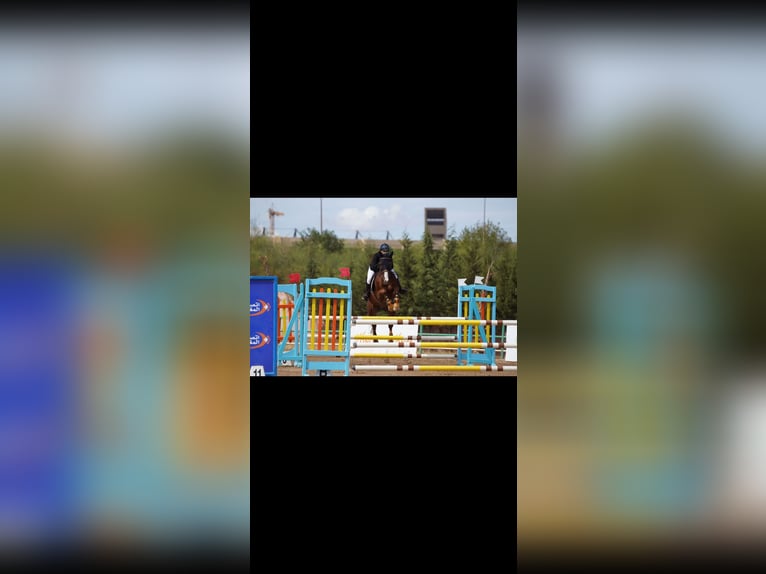Selle Français Gelding 8 years 17 hh Chestnut in Morocco, Tanger city