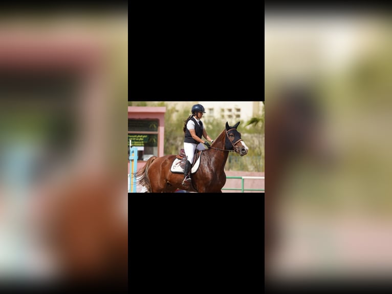 Selle Français Gelding 8 years 17 hh Chestnut in Morocco, Tanger city
