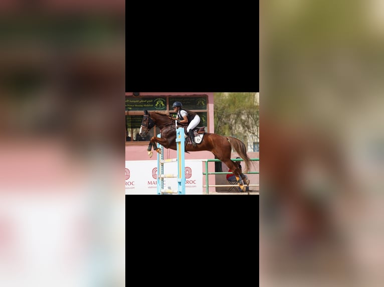 Selle Français Gelding 8 years 17 hh Chestnut in Morocco, Tanger city