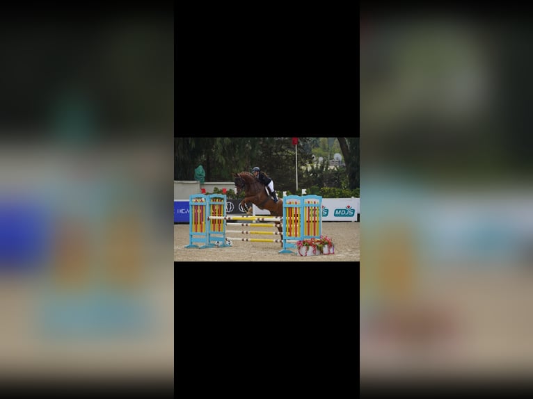 Selle Français Gelding 8 years 17 hh Chestnut in Morocco, Tanger city