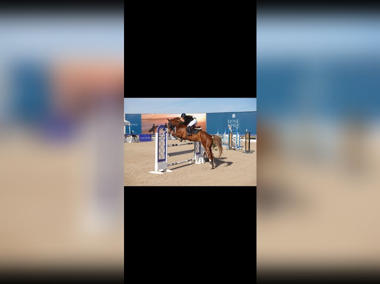 Selle Français Gelding 8 years 17 hh Chestnut in Morocco, Tanger city