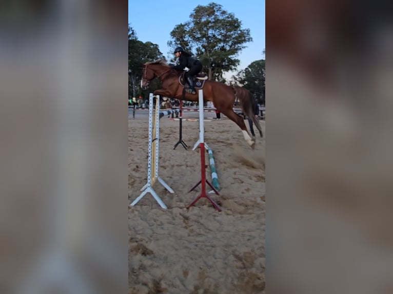 Selle Français Gelding 8 years 17 hh Chestnut in Morocco, Tanger city