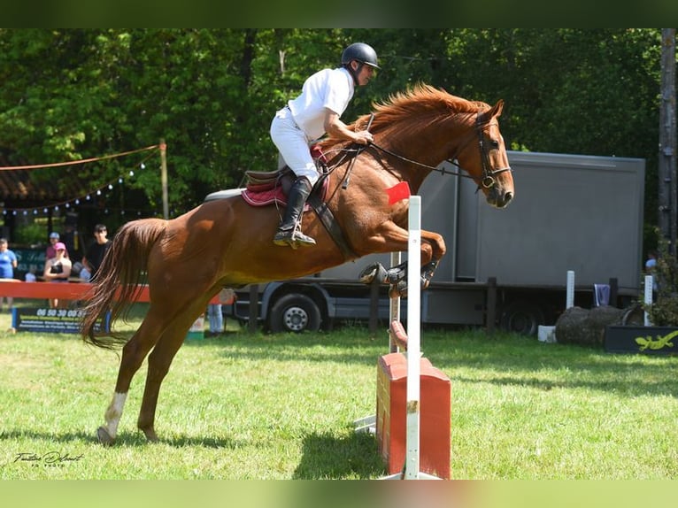 Selle Français Gelding 8 years Chestnut-Red in Vaudreuille