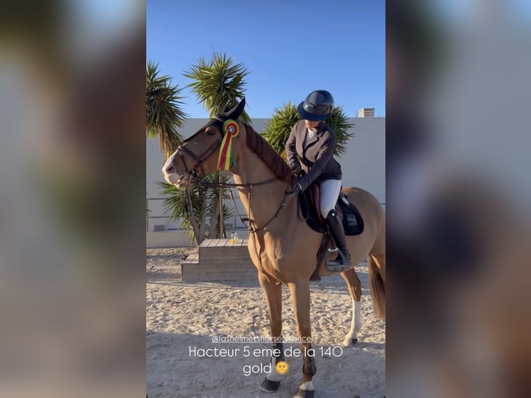 Selle Français Gelding 9 years 16.1 hh Chestnut-Red in Combaillaux