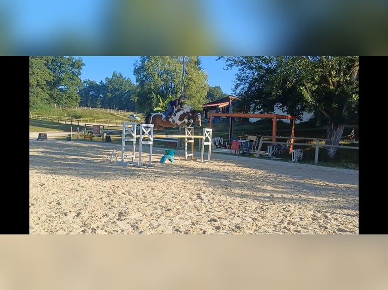 Selle Français Gelding 9 years 16.1 hh  in Landorthe