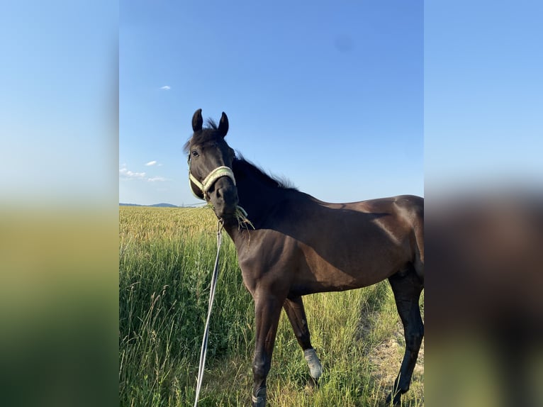 Selle Français Gelding 9 years 16.2 hh Black in Wallon cappel