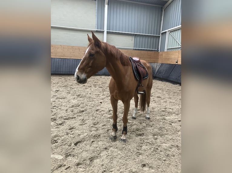 Selle Français Gelding 9 years 16,2 hh Chestnut-Red in Meuse