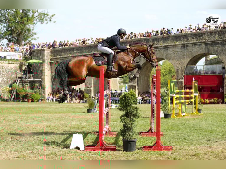 Selle Français Gelding 9 years 16 hh Brown in Etauliers