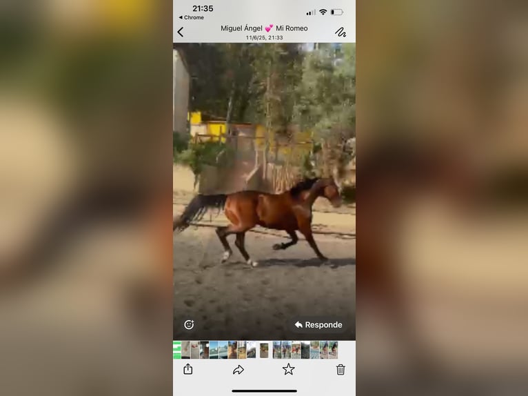 Selle Français Gelding 9 years 16 hh Brown in Barcelona