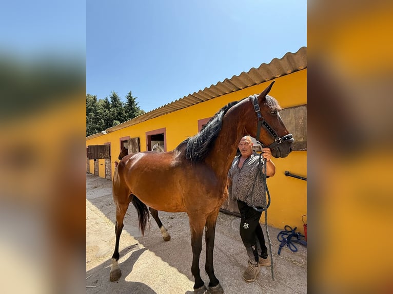 Selle Français Gelding 9 years 16 hh Brown in Barcelona