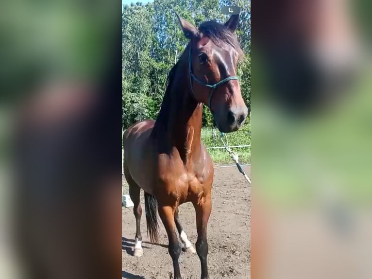 Selle Français Gelding 9 years 16 hh Brown in Barcelona