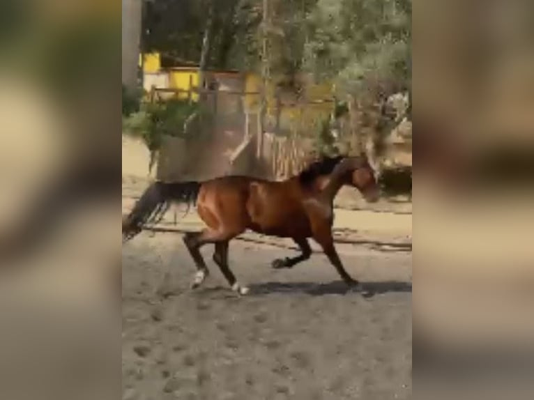 Selle Français Gelding 9 years 16 hh Brown in Barcelona