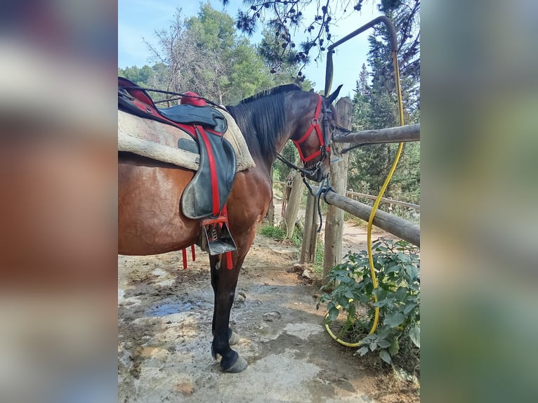Selle Français Gelding 9 years 16 hh Brown in Barcelona