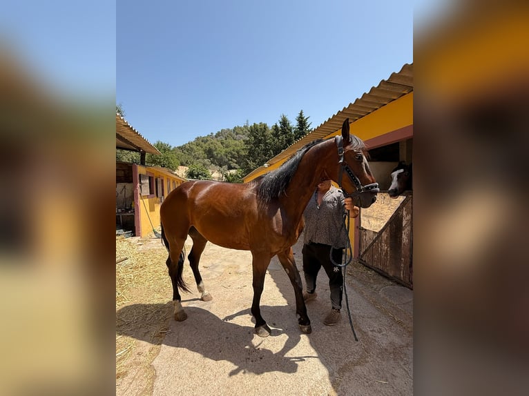 Selle Français Gelding 9 years 16 hh Brown in Barcelona
