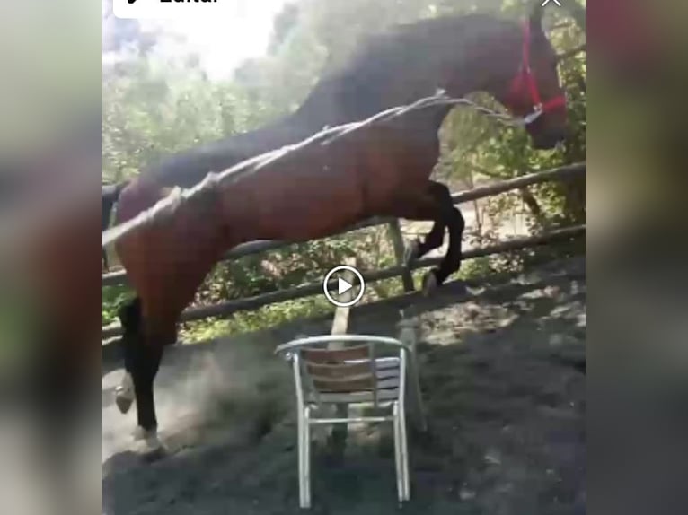 Selle Français Gelding 9 years 16 hh Brown in Barcelona
