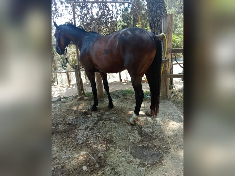 Selle Français Gelding 9 years 16 hh Brown in Barcelona
