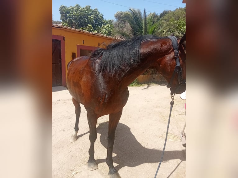 Selle Français Gelding 9 years 16 hh Brown in Barcelona