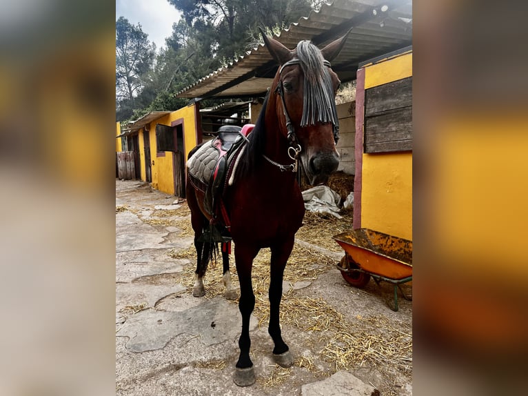 Selle Français Gelding 9 years 16 hh Brown in Barcelona