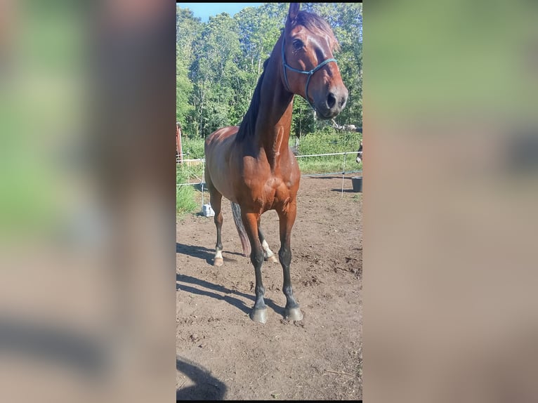 Selle Français Gelding 9 years 16 hh Brown in Barcelona