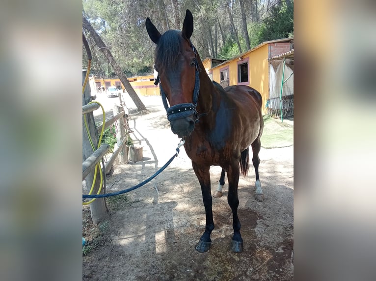 Selle Français Gelding 9 years 16 hh Brown in Barcelona