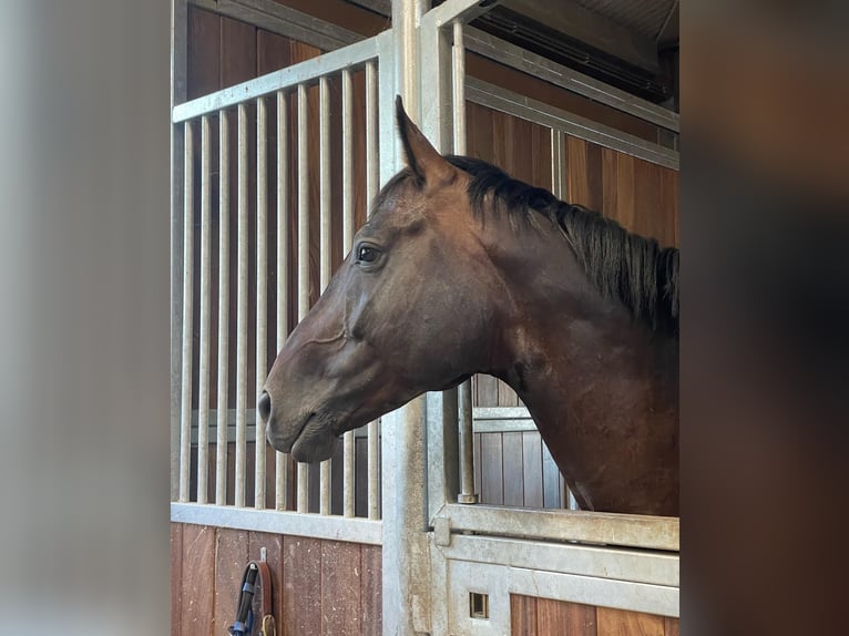 Selle Français Gelding 9 years 16,1 hh Brown in Bastogne