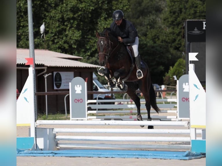 Selle Français Gelding 9 years 16,1 hh Brown in Bastogne
