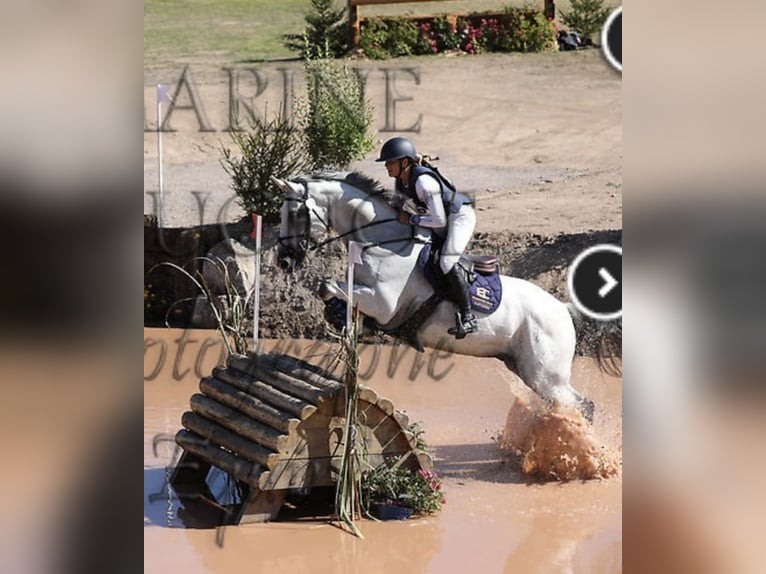 Selle Français Gelding 9 years 16,1 hh Gray in Oreé dAnjou
