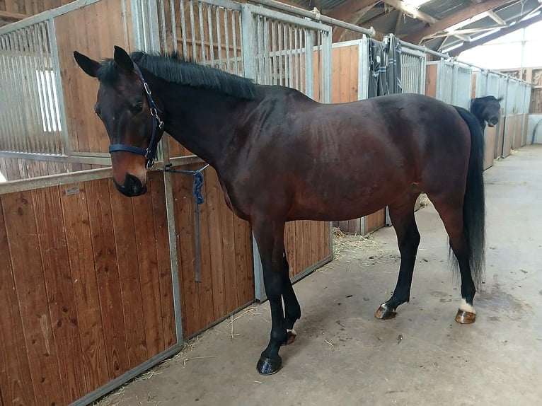 Selle Français Gelding 9 years 16,2 hh Bay-Dark in Saint-Antoine-l'Abbaye