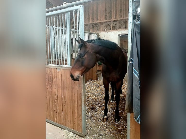 Selle Français Gelding 9 years 16,2 hh Bay-Dark in Saint-Antoine-l'Abbaye